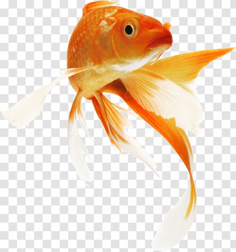 Koi Goldfish Siamese Fighting Fish Carp Transparent PNG