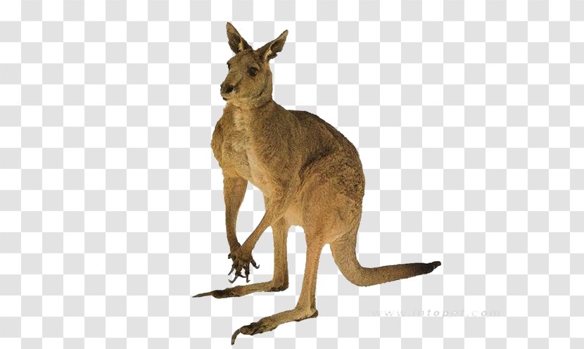 Red Kangaroo Australia Tail Quokka - Animal Transparent PNG