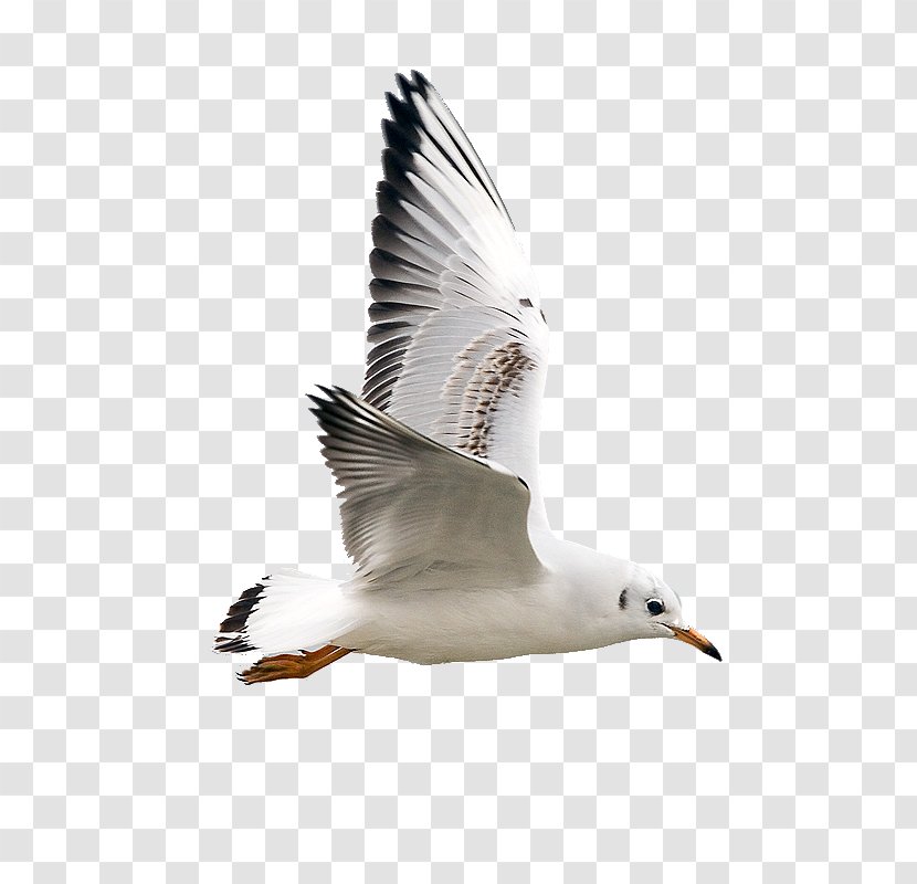 Gulls Bird Jonathan Livingston Seagull Photography - Shorebird Transparent PNG