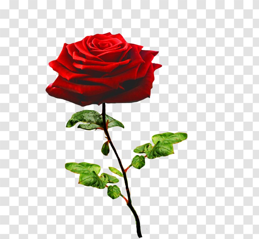 Garden Roses Valentine's Day Flower Floral Design - Flowering Plant Transparent PNG