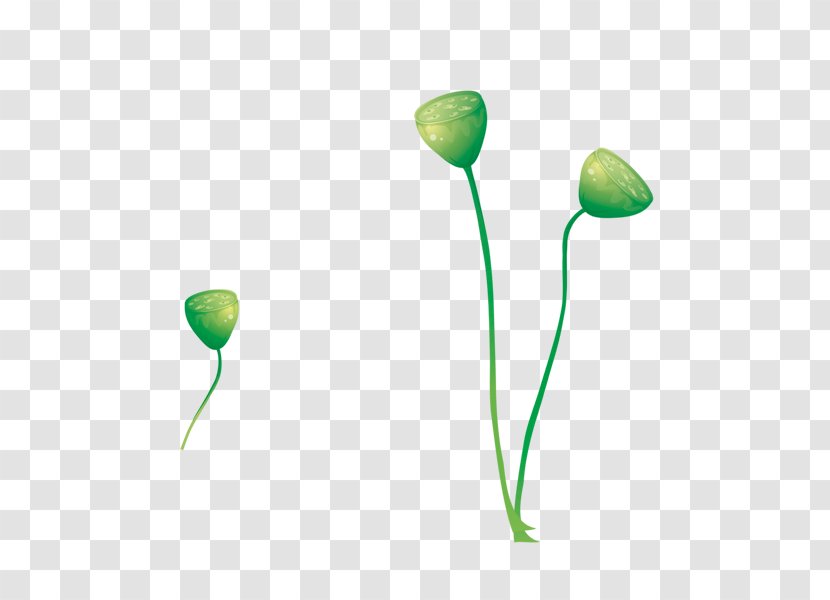 Nelumbo Nucifera Root Euclidean Vector - Plant Stem - Lotus Transparent PNG