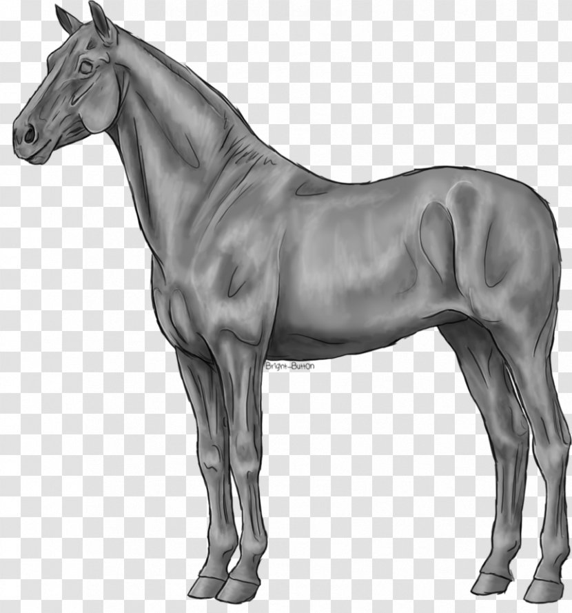 American Quarter Horse Stallion Standing Dülmen Pony Grayscale - Equestrian Transparent PNG
