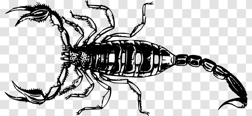 Scorpion Clip Art - Insect Transparent PNG