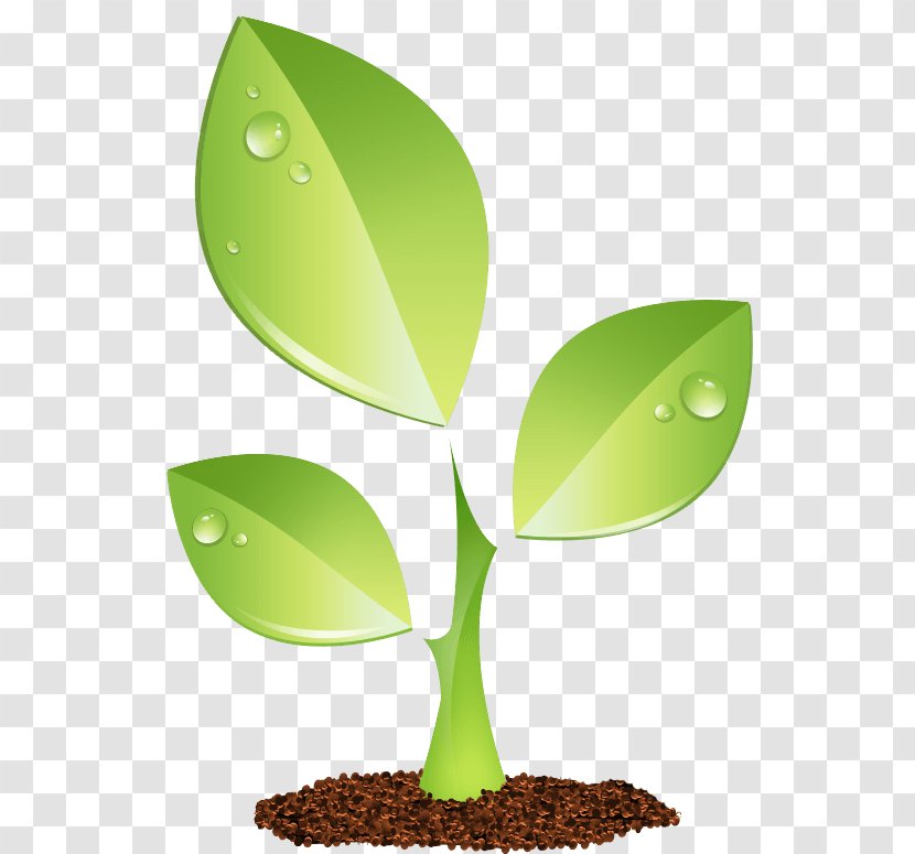 Plant Green Transparent PNG