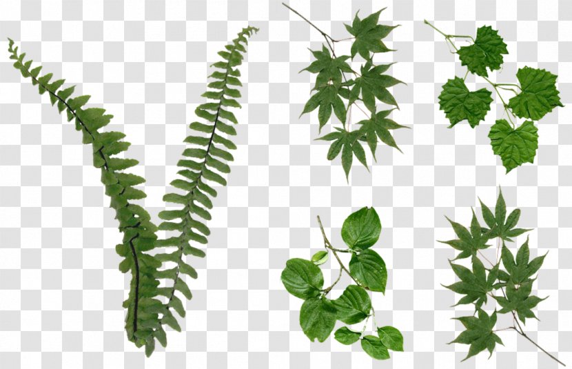 Plant Leaf Tree Ferns - Fern Transparent PNG