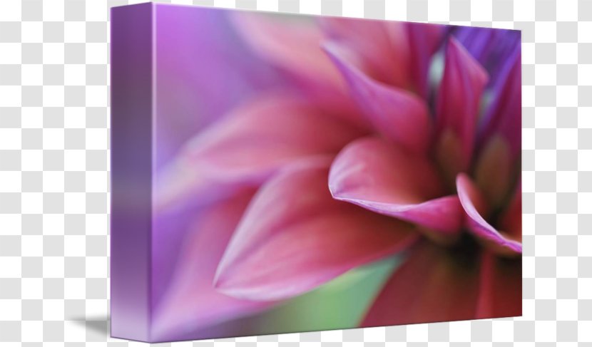 Dahlia Close-up Desktop Wallpaper Computer Pink M - Lilac - Petals Transparent PNG