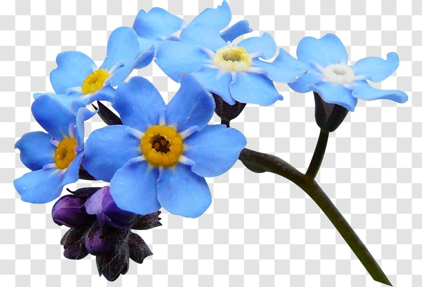 Blue Scorpion Grasses Flower Clip Art - Forget Me Not Transparent PNG