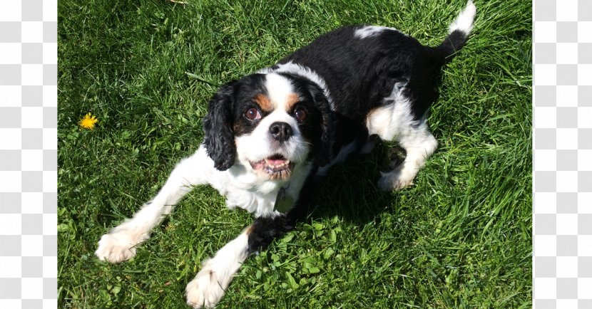 English Springer Spaniel Cavalier King Charles Dog Breed Companion - Prayer Transparent PNG