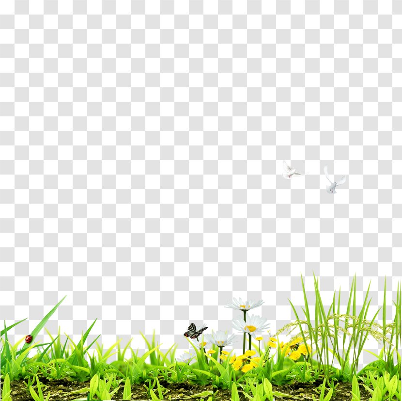Lawn Download Designer Computer File - Grass Family - Creative Green Transparent PNG