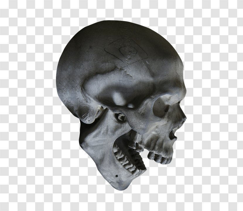 Human Skull Symbolism Skeleton Anatomy - Head Transparent PNG