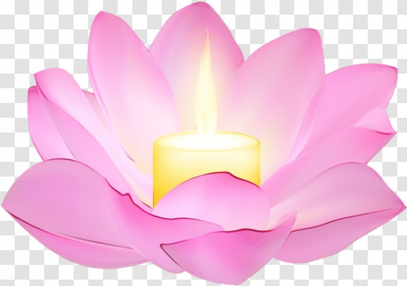 Lotus - Plant - Flower Transparent PNG
