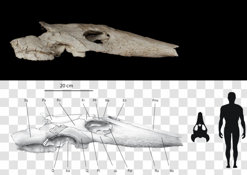 Sea Turtle Maastrichtian Ocepechelon Skull - Fossil Transparent PNG