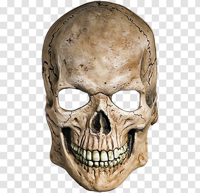 Skull Human Skeleton - Anatomy Transparent PNG