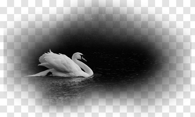 Cygnini Duck Still Life Photography Desktop Wallpaper - Swan Transparent PNG