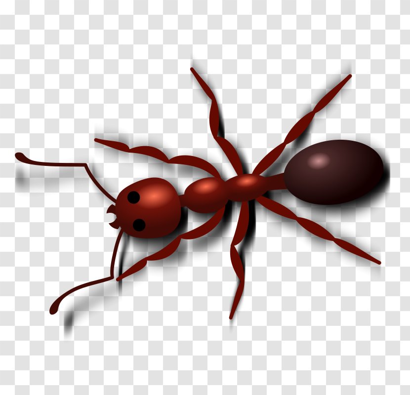 Ant Download Clip Art - Insect - Pest Transparent PNG