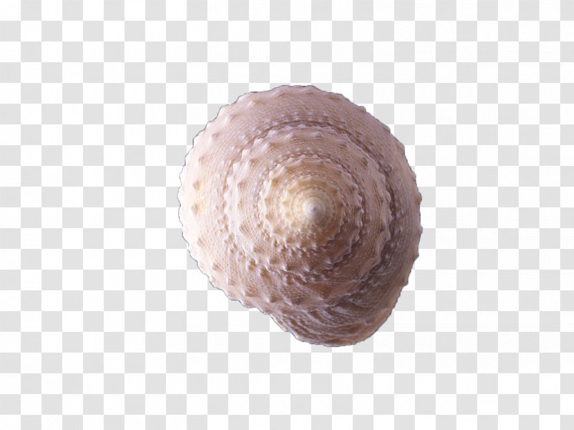 Cockle Spiral Sea Snail Seashell Conch - Nautilidae - Shell Transparent PNG