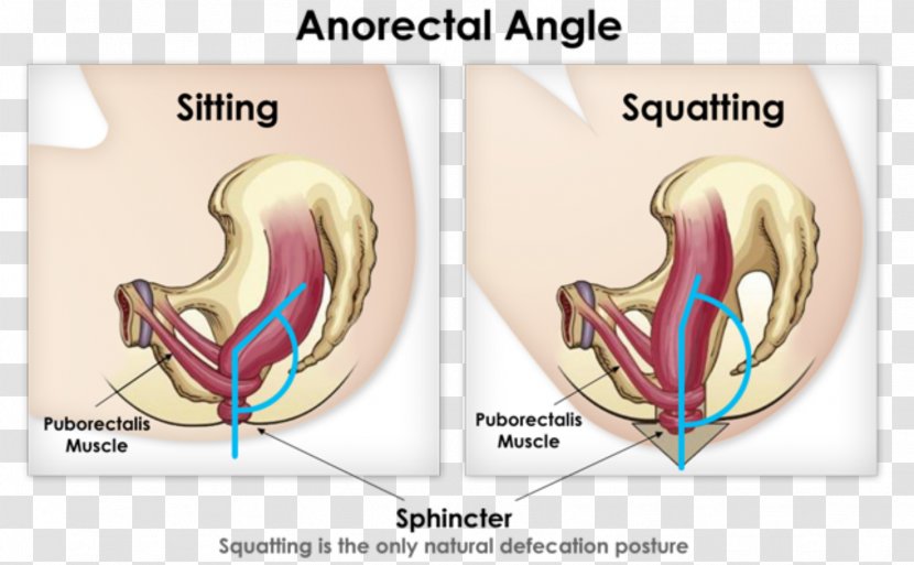 Squatting Position Defecation Postures Feces Squat Toilet - Frame Transparent PNG