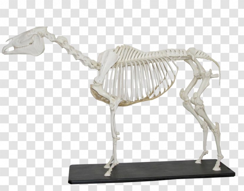 Anatomy Friesian Horse Anatomi På Hest Og Storfe Skeleton Gallop - Flower Transparent PNG