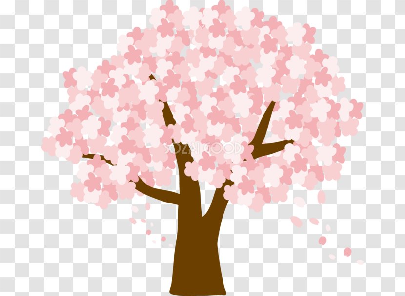 Cherry Blossom Sakura Spring - Watercolor Transparent PNG