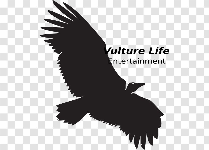 Turkey Vulture Bird Osprey - Accipitriformes Transparent PNG