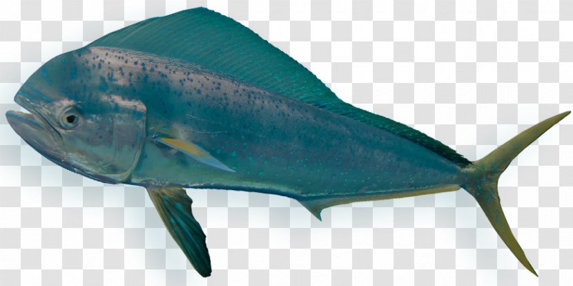 Bony Fishes Requiem Sharks Sea Marine Biology - Animal Figure - Mahi-mahi Transparent PNG