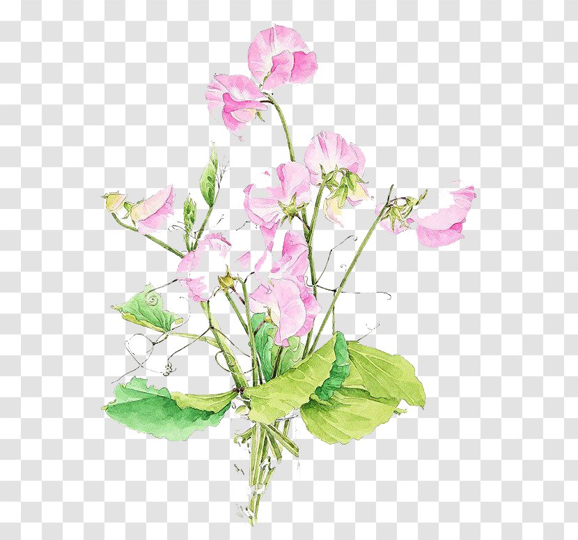 Pea Watercolor: Flowers Watercolor Painting Floral Design Transparent PNG