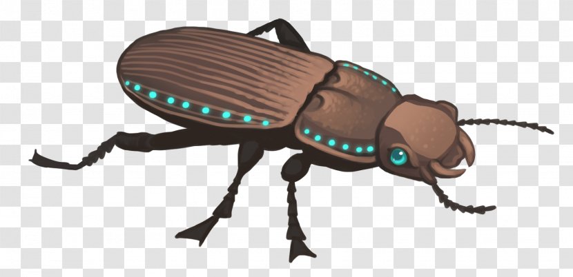 Weevil Insect Pest Membrane Scarab Transparent PNG