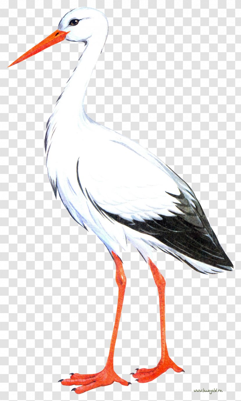 White Stork Bird Crane - Like Transparent PNG