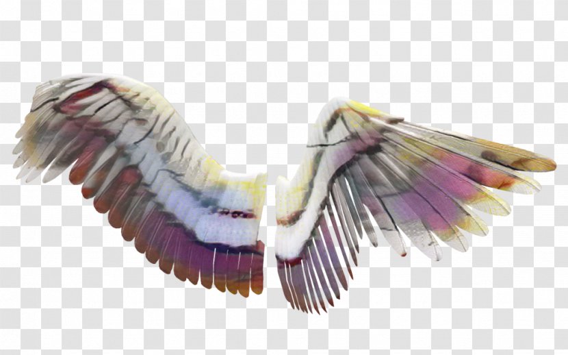 Bird Wing - Seabird Transparent PNG
