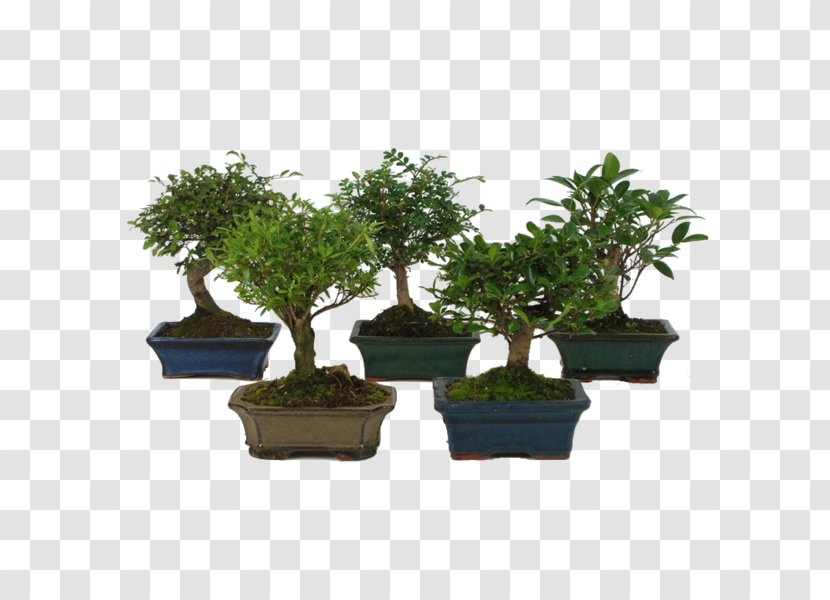 Bonsai Houseplant Sageretia Theezans Tree - Garden Centre Transparent PNG