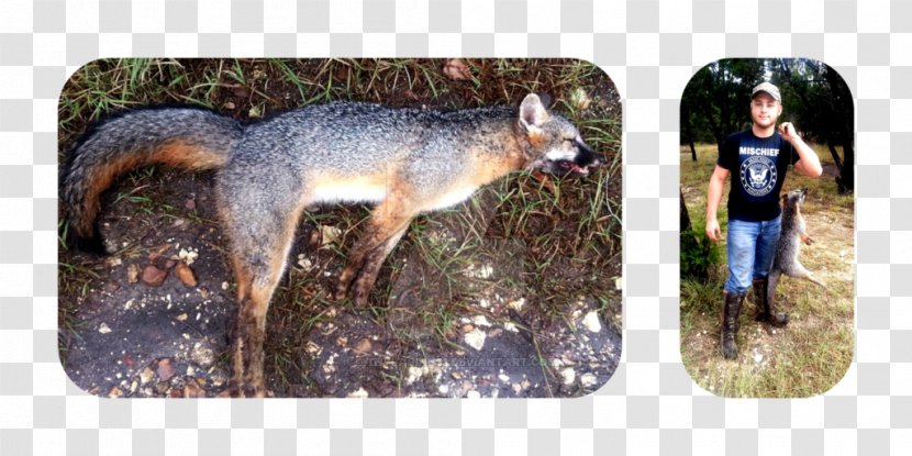 Red Fox Gray Canidae Art - Deviation Transparent PNG