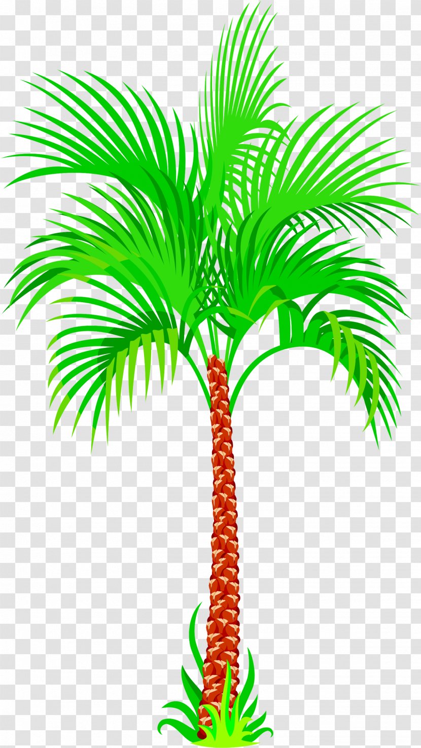 Asian Palmyra Palm Coconut Tree - Arecaceae Transparent PNG