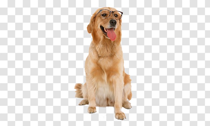 Golden Retriever Labrador Puppy Dog Toys Chew Toy - Like Mammal Transparent PNG