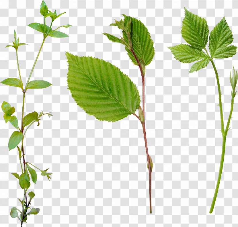 Leaf Chozo - Plant Stem - Green Leaves. Transparent PNG