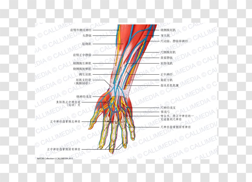 Nerve Anterior Compartment Of The Forearm Anatomy - Frame - Arm Transparent PNG