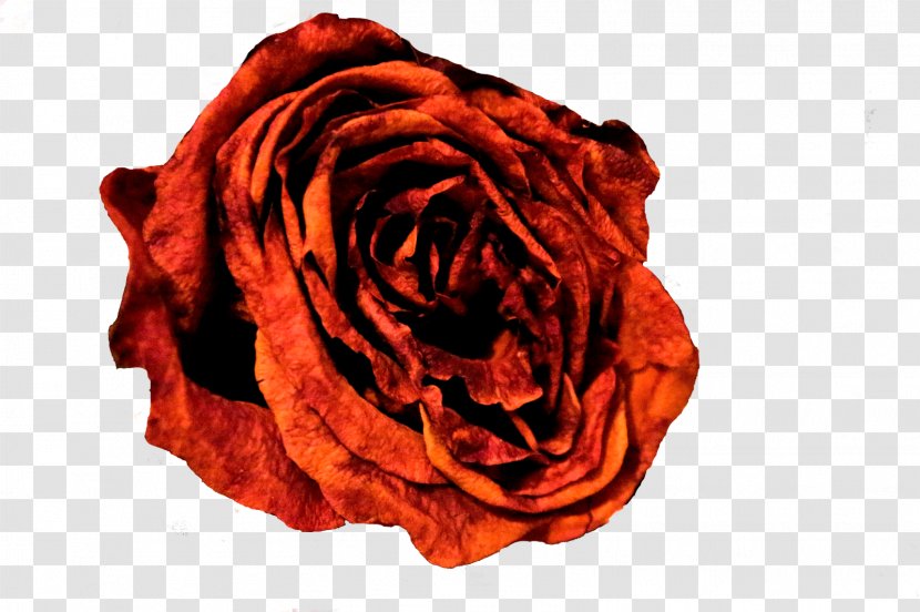 Garden Roses Cut Flowers Petal Textile - Rose Transparent PNG