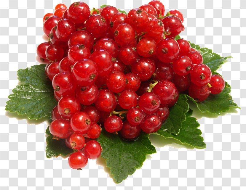 Redcurrant Blackcurrant Berries Fruit - Schisandra Transparent PNG