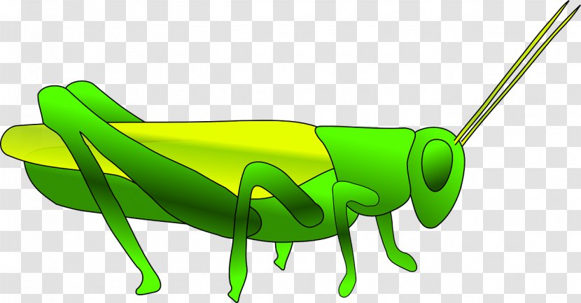 Grasshopper Locust Clip Art - Insect - Green Cricket Transparent PNG