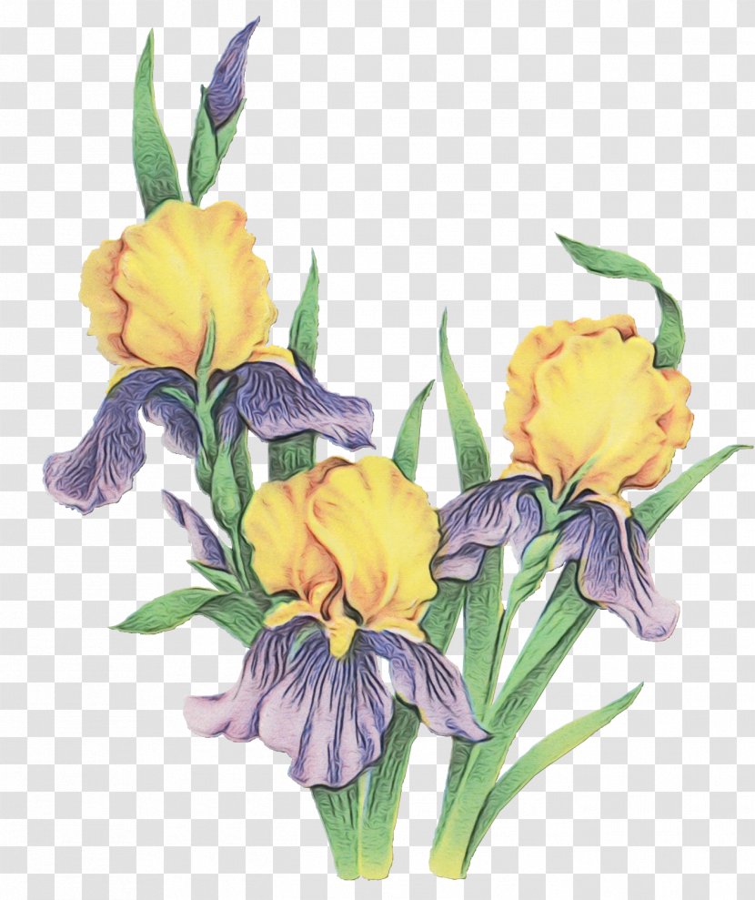 Flower Flowering Plant Cut Flowers Yellow - Iris Family - Watercolor Paint Transparent PNG
