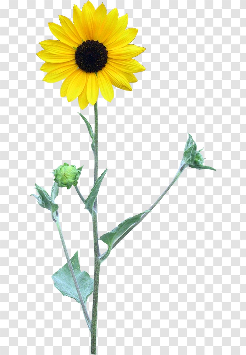 Common Sunflower Four Cut Sunflowers Two Transparency And Translucency - Daisy Family - Flower Transparent PNG