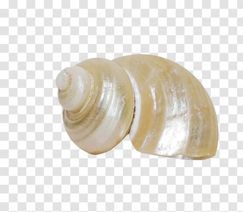 Clam Veneroida Author Sea Snail - Conchology - Brown Pattern Conch Transparent PNG