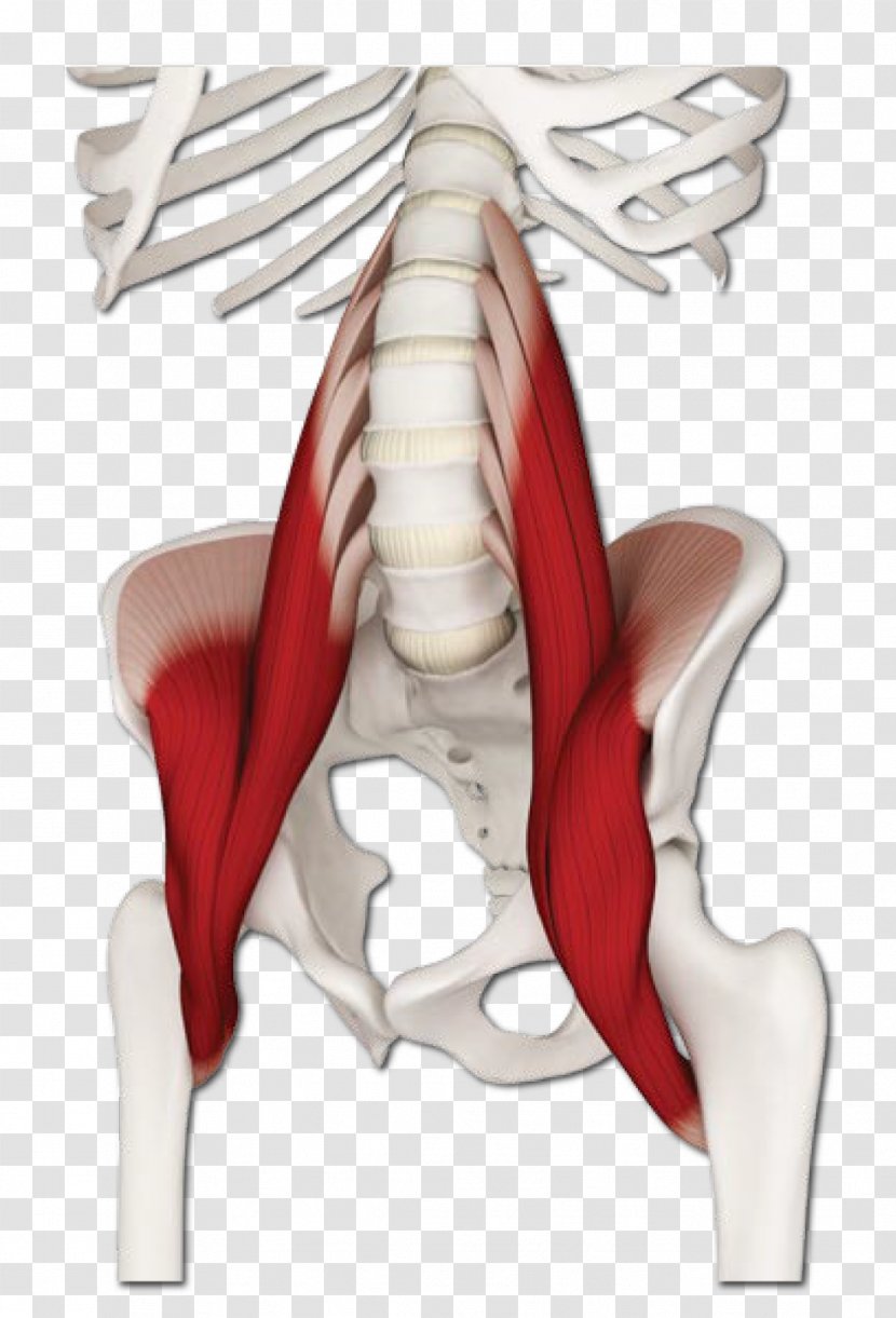 Dog Psoas Major Muscle Iliopsoas Lumbar Vertebrae - Silhouette - The Pleasing Muscles Of Water Transparent PNG