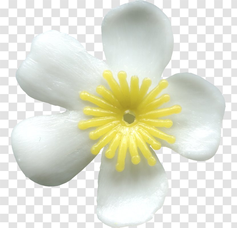 Flowering Plant - Yellow - White Transparent PNG