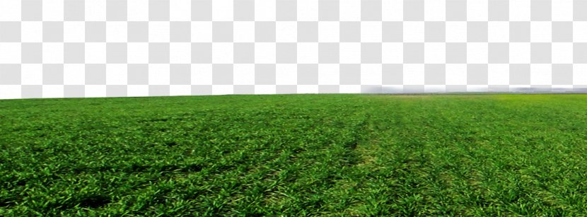 Crop Lawn Grassland Artificial Turf Land Lot - Green Grass Background Transparent PNG