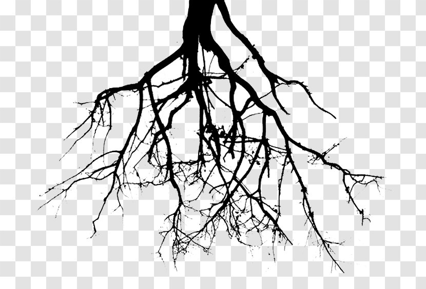 Clip Art Root Drawing Tree - Line Transparent PNG