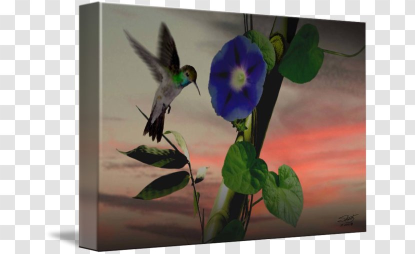 Ruby-throated Hummingbird Art Morning Glory Vine - Com - Bamboo Painting Transparent PNG