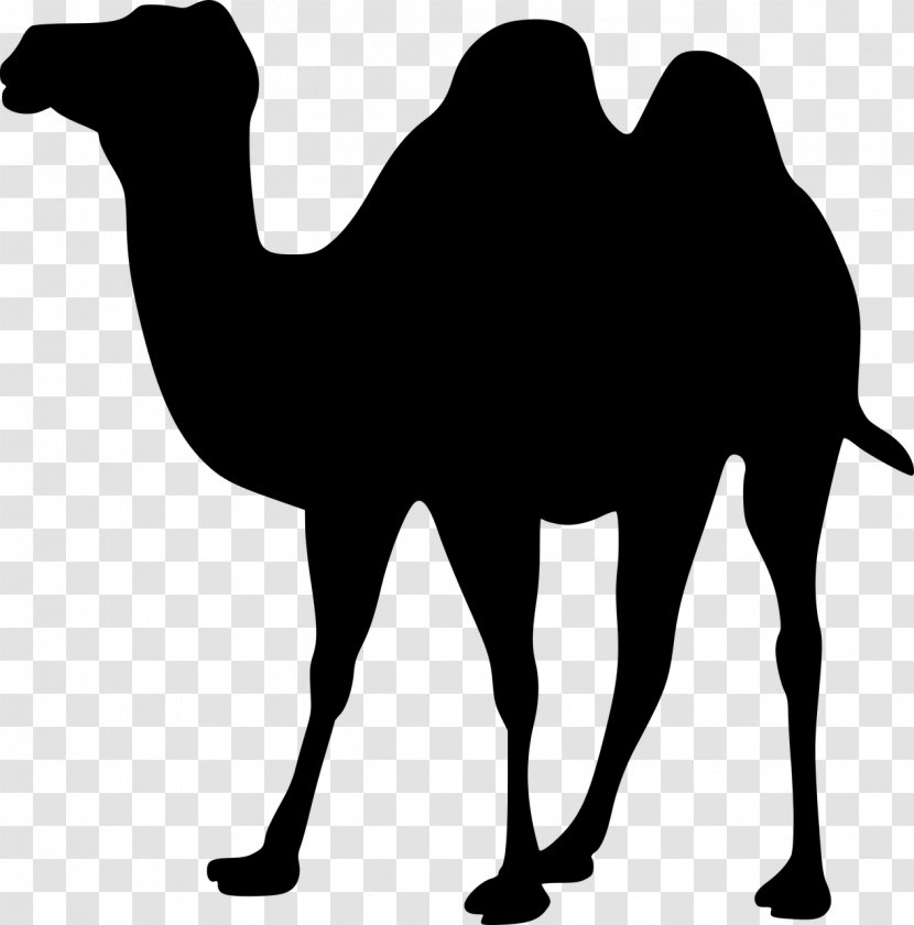 Dromedary Bactrian Camel Silhouette Clip Art Transparent PNG