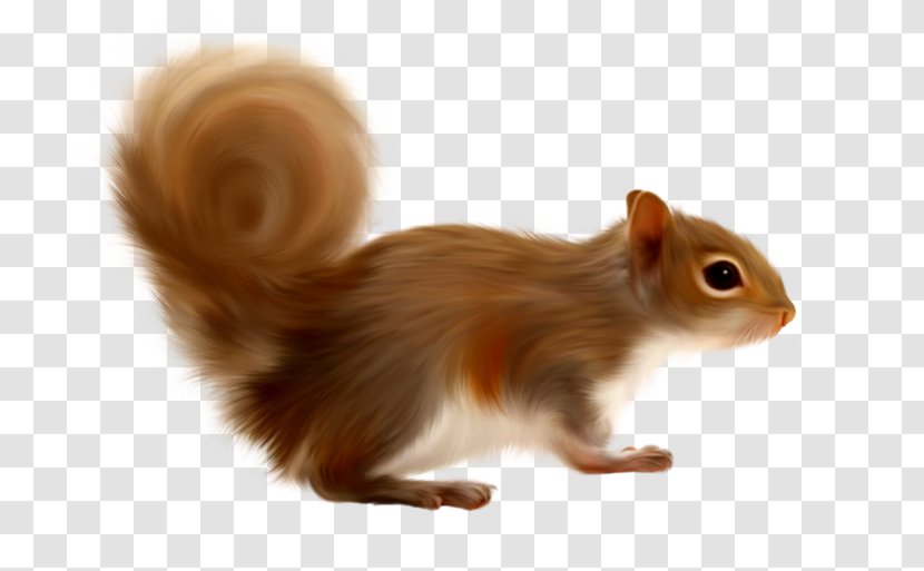 Gerbil Tree Squirrels Clip Art - Fur Transparent PNG