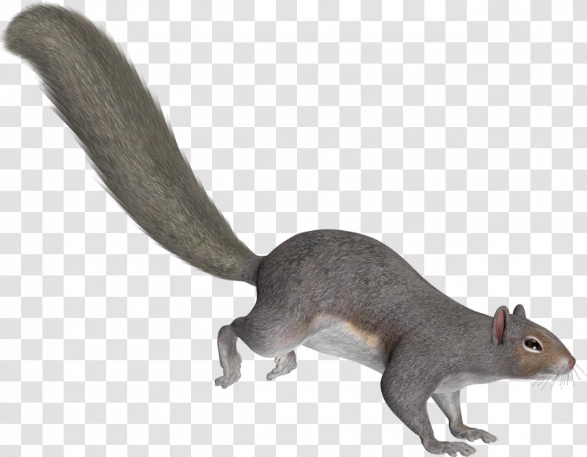 Tree Squirrels Tail - Squirrel Transparent PNG