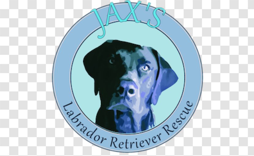 Jax's Labrador Retriever Rescue Dog Breed Puppy - Snout Transparent PNG